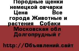 Породные щенки немецкой овчарки › Цена ­ 24 000 - Все города Животные и растения » Собаки   . Московская обл.,Долгопрудный г.